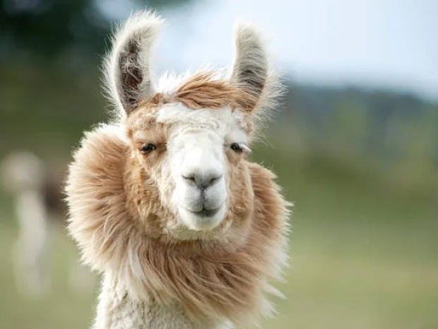 Mark Zuckerberg snubs his Llama in favour of  OpenAI’s GPT-4